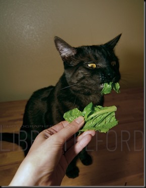 1132534644_e8e3f986fa_o 1132534644_e8e3f986fa_o