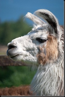 Llama